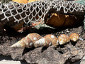 4 Shell Growth Series Friele Whelk - Beringius frielei with Documentation & Opercula