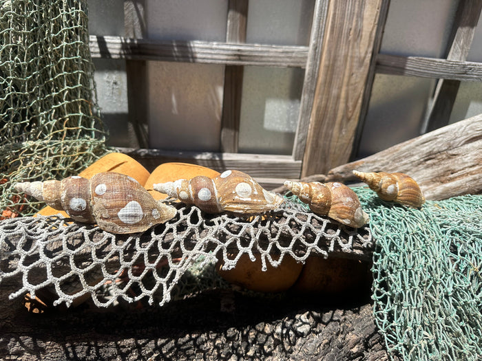 4 Shell Growth Series Friele Whelk - Beringius frielei with Documentation & Opercula