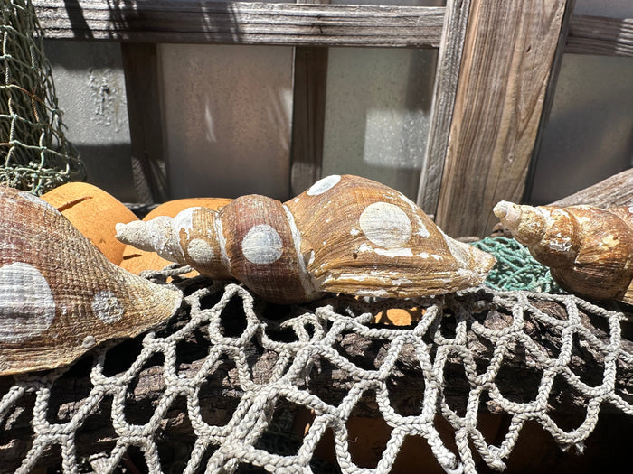 4 Shell Growth Series Friele Whelk - Beringius frielei with Documentation & Opercula