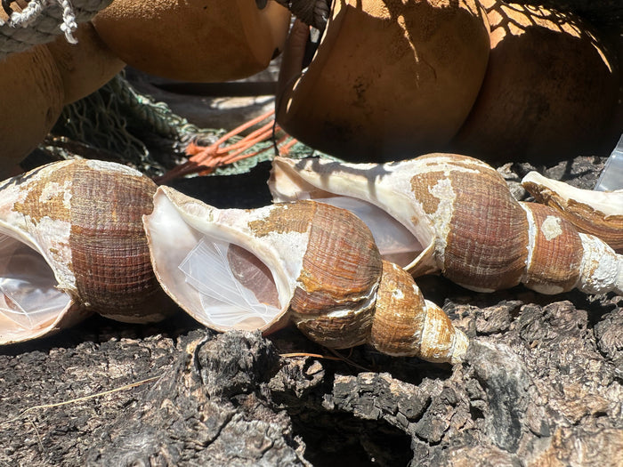 4 Shell Growth Series Friele Whelk - Beringius frielei with Documentation & Opercula