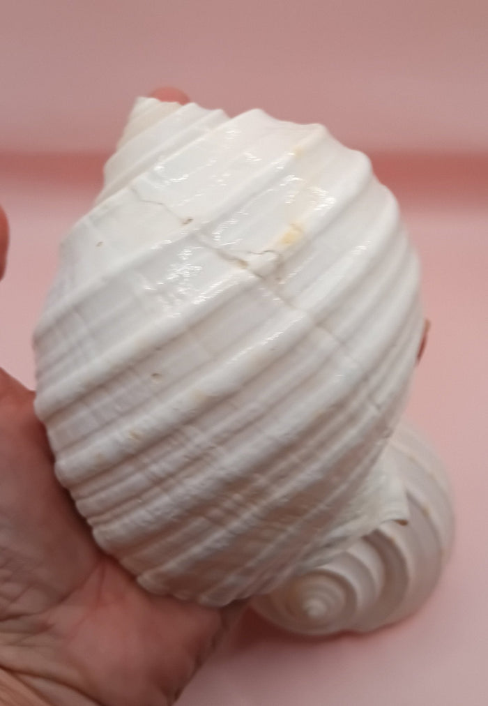 4–5 inch White Tun Shell – Tonna tessellata Natural Sea Shell for Coastal Decor or Crafting