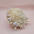 5" Spondylus Shell with Barnacles – Textured Coastal Display Spiny Oyster Shell