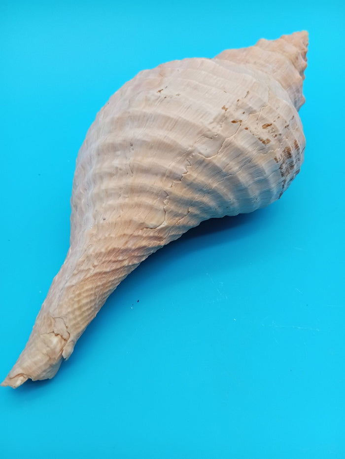 8" Horse Conch Specimen with Operculum & Documentation – Triplofusus giganteus
