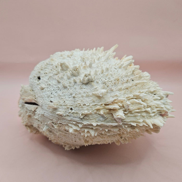 8" White Spondylus Shell with Natural Spikes – Coastal Textured Display Shell