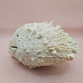 8" White Spondylus Shell with Natural Spikes – Coastal Textured Display Shell
