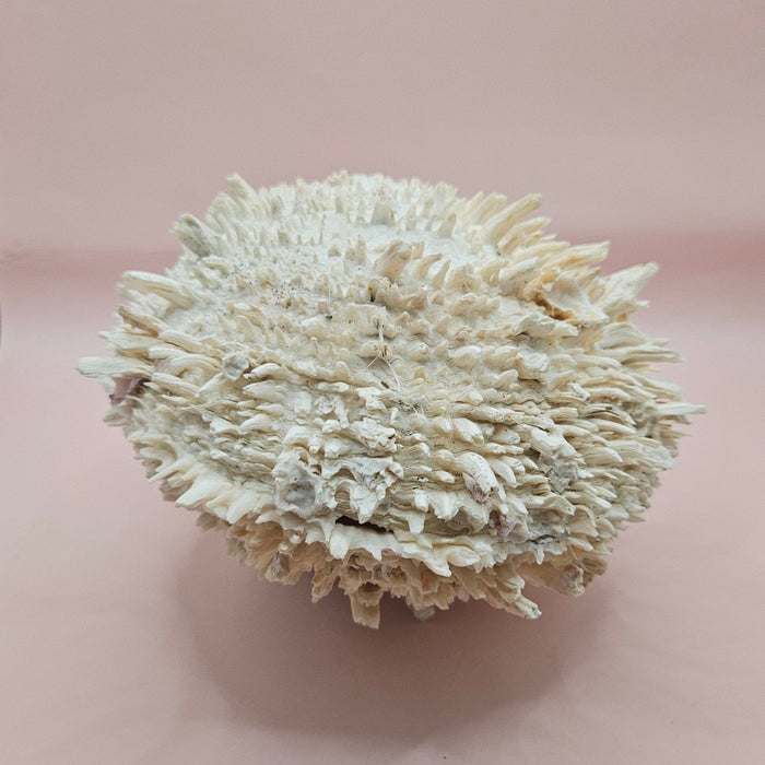 8" White Spondylus Shell with Natural Spikes – Coastal Textured Display Shell
