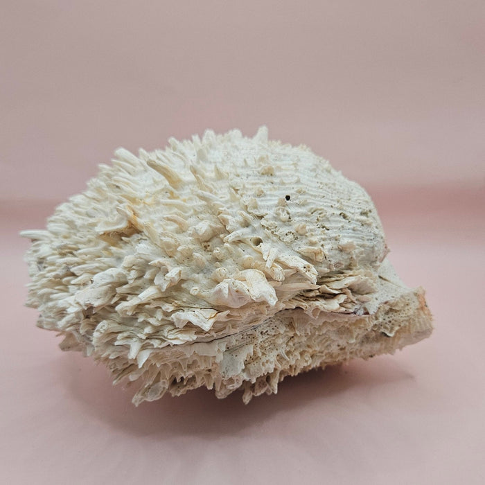 8" White Spondylus Shell with Natural Spikes – Coastal Textured Display Shell