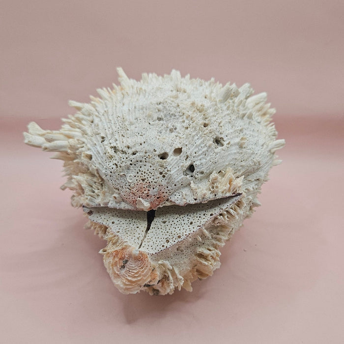 8" White Spondylus Shell with Natural Spikes – Coastal Textured Display Shell