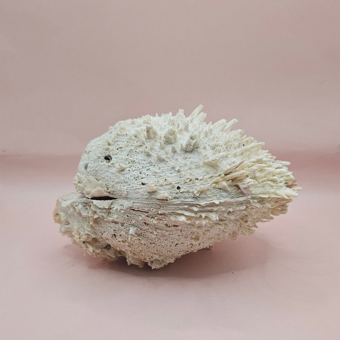 8" White Spondylus Shell with Natural Spikes – Coastal Textured Display Shell