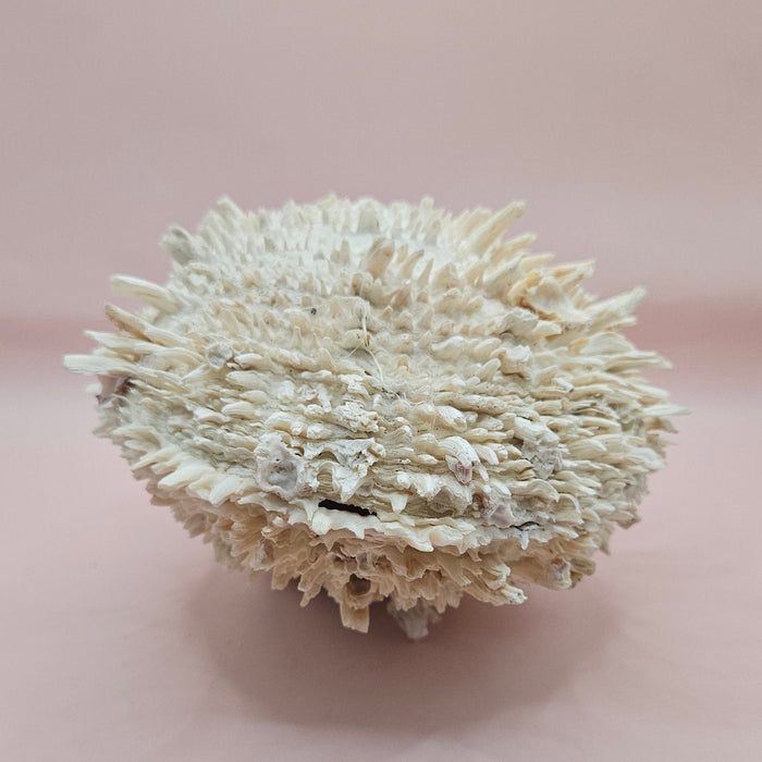 8" White Spondylus Shell with Natural Spikes – Coastal Textured Display Shell