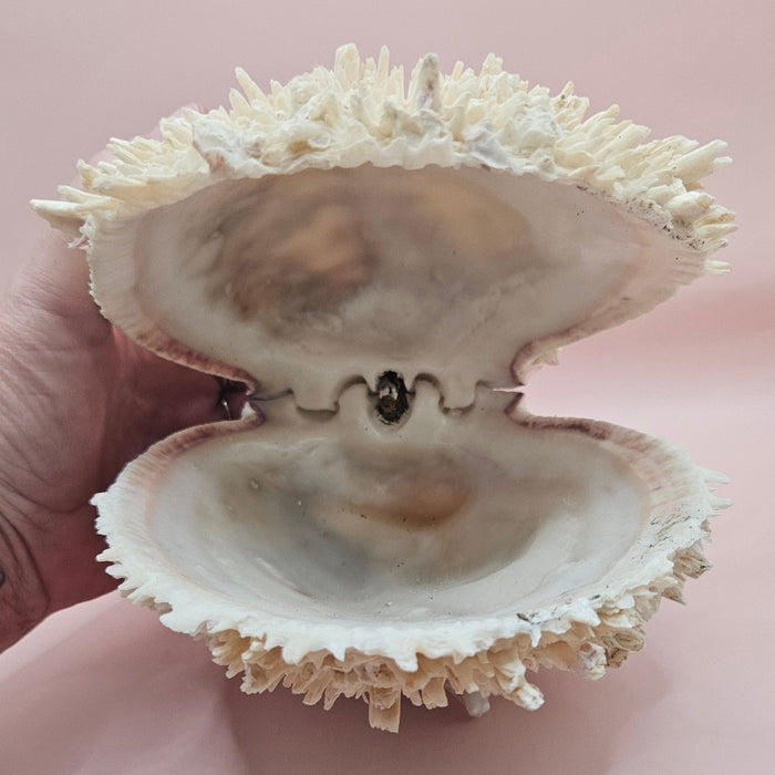 8" White Spondylus Shell with Natural Spikes – Coastal Textured Display Shell