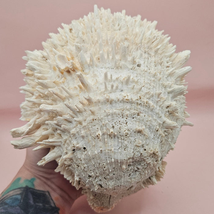 8" White Spondylus Shell with Natural Spikes – Coastal Textured Display Shell