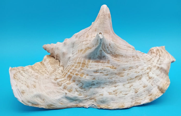 9" Pink Queen Conch Display Shell – NON PIERCED (Strombus Gigas)