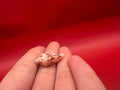Ambassador Cone Shell 22.4mm – Conus legatus with Documentation