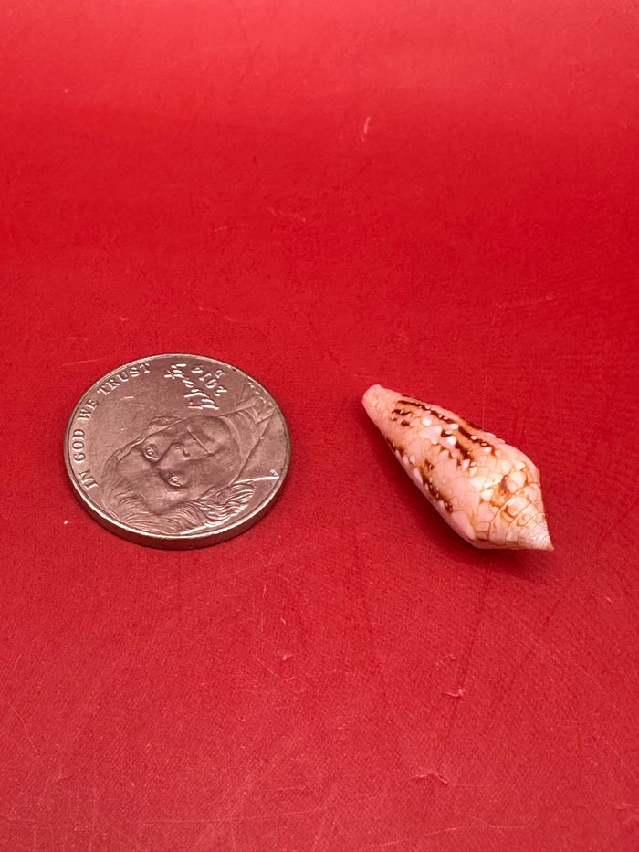 Ambassador Cone Shell 22.4mm – Conus legatus with Documentation