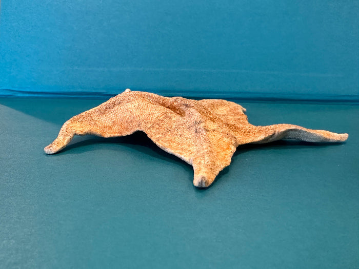 Asteroidea Species Starfish with Documentation