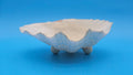 Bear Paw Clam Dish – 7.2" Coastal Display Shell