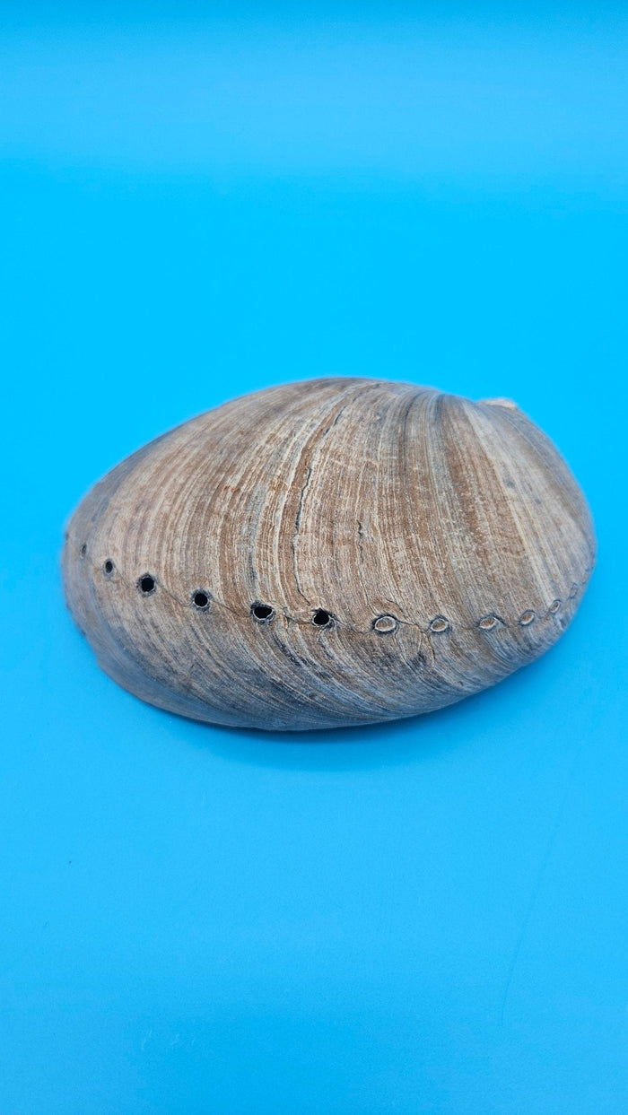 Black Abalone Shell Display – Haliotis cracherodii 5.1"
