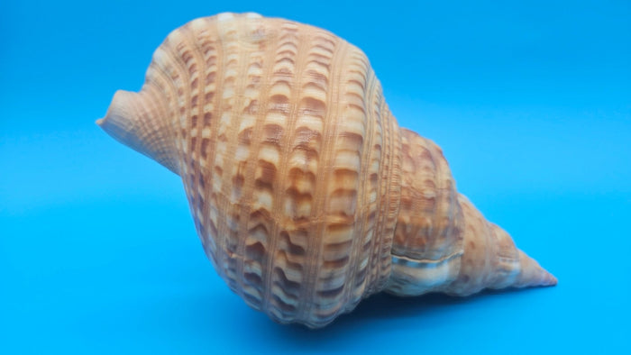Blonde Golden Triton Shell – 9.75" Coastal Display Piece (CHARONIA VARIEGATA)