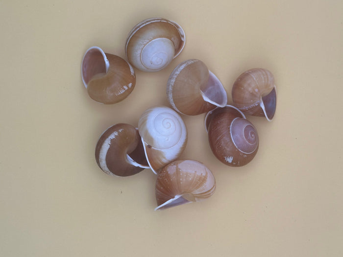 Calocochlia Land Snail Shells – Bulk Craft Shells for DIY, Art, & Wedding Decor (1–2")