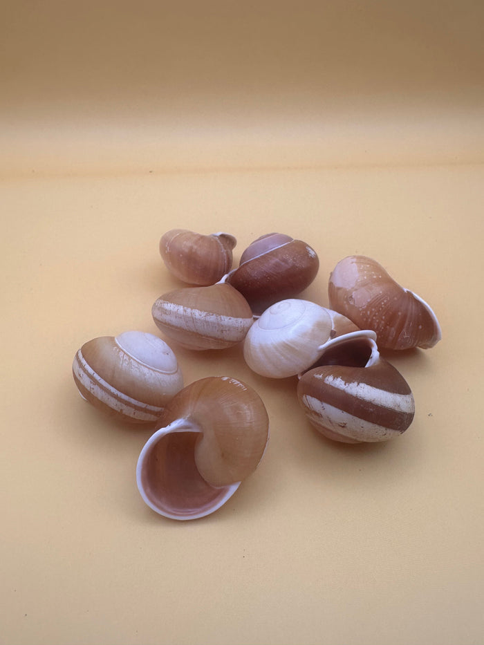Calocochlia Land Snail Shells – Bulk Craft Shells for DIY, Art, & Wedding Decor (1–2")