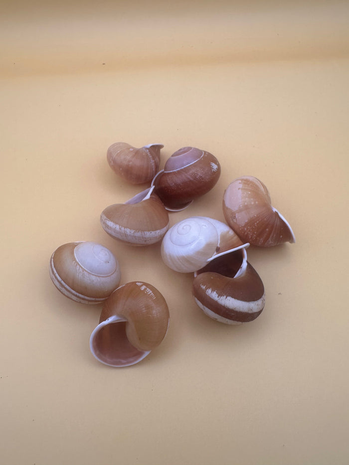 Calocochlia Land Snail Shells – Bulk Craft Shells for DIY, Art, & Wedding Decor (1–2")