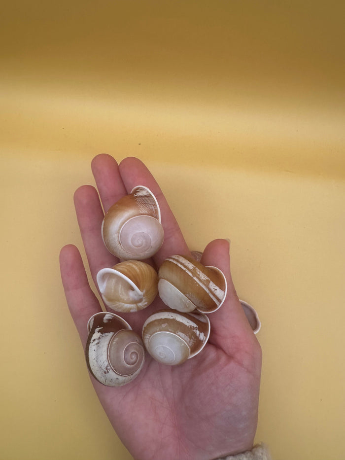 Calocochlia Land Snail Shells – Bulk Craft Shells for DIY, Art, & Wedding Decor (1–2")