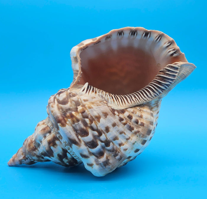Caribbean Triton Shell – 10.5" Slight Mutation Display Piece Charonia variegata