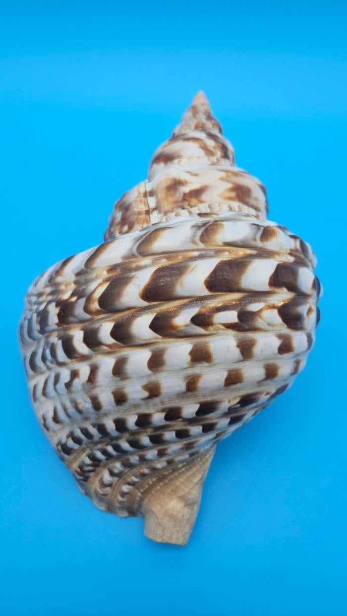 Caribbean Triton Shell – 10.5" Slight Mutation Display Piece Charonia variegata