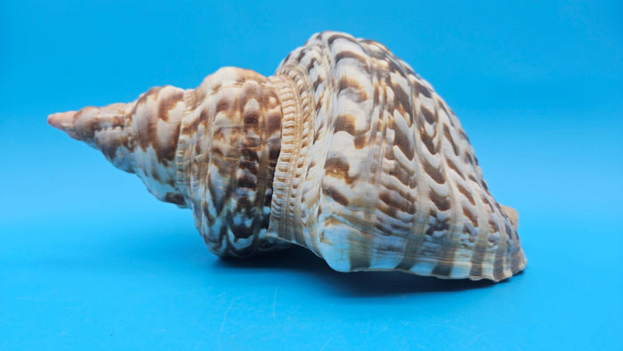 Caribbean Triton Shell – 10.5" Slight Mutation Display Piece Charonia variegata