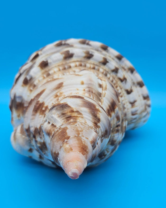 Caribbean Triton Shell – 10.5" Slight Mutation Display Piece Charonia variegata