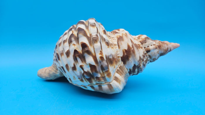 Caribbean Triton Shell – 10.5" Slight Mutation Display Piece Charonia variegata