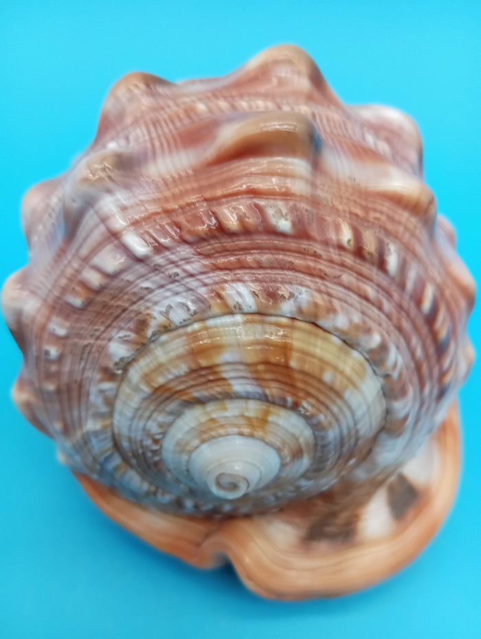 Carved Cameo Helmet Shell – Three Graces by Scognamiglio – 5"