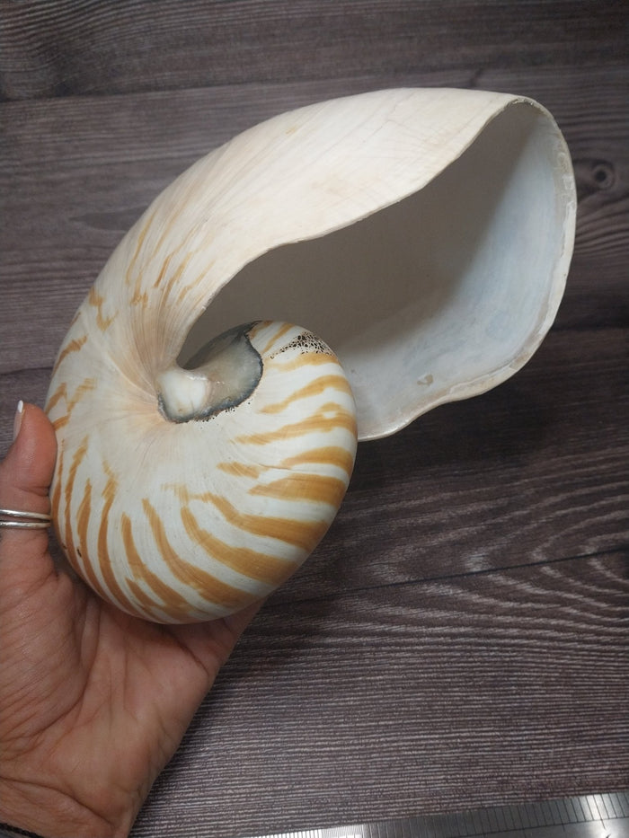 Chambered Tiger Nautilus Shell 7.5"x6"x3.5" | Striped Coastal Display Shell
