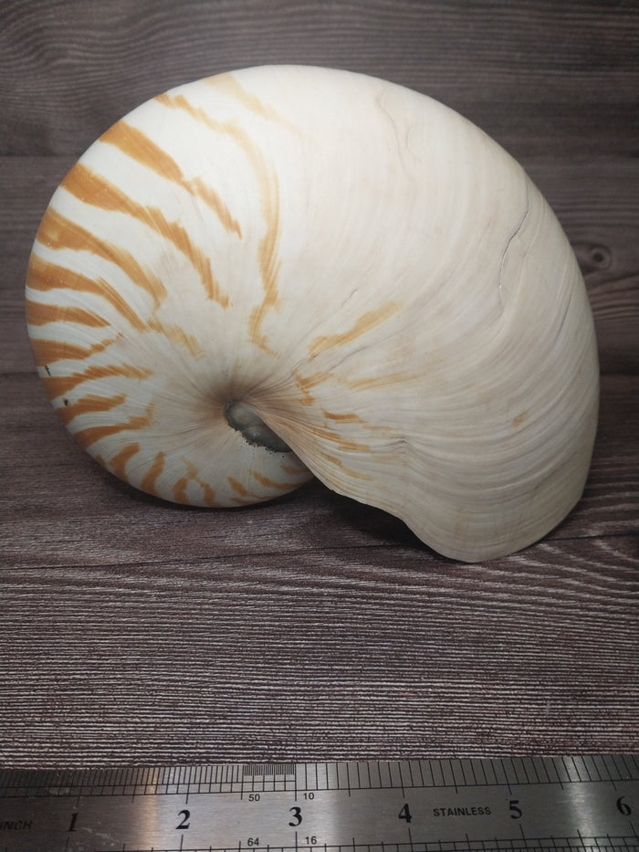 Chambered Tiger Nautilus Shell 7.5"x6"x3.5" | Striped Coastal Display Shell