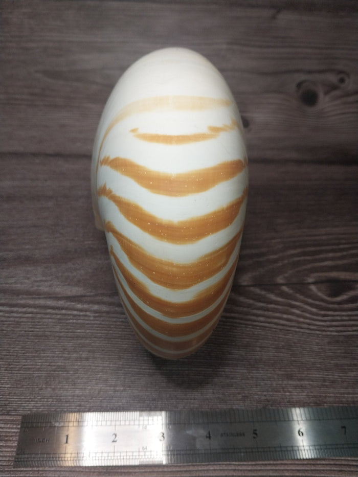 Chambered Tiger Nautilus Shell 7.5"x6"x3.5" | Striped Coastal Display Shell