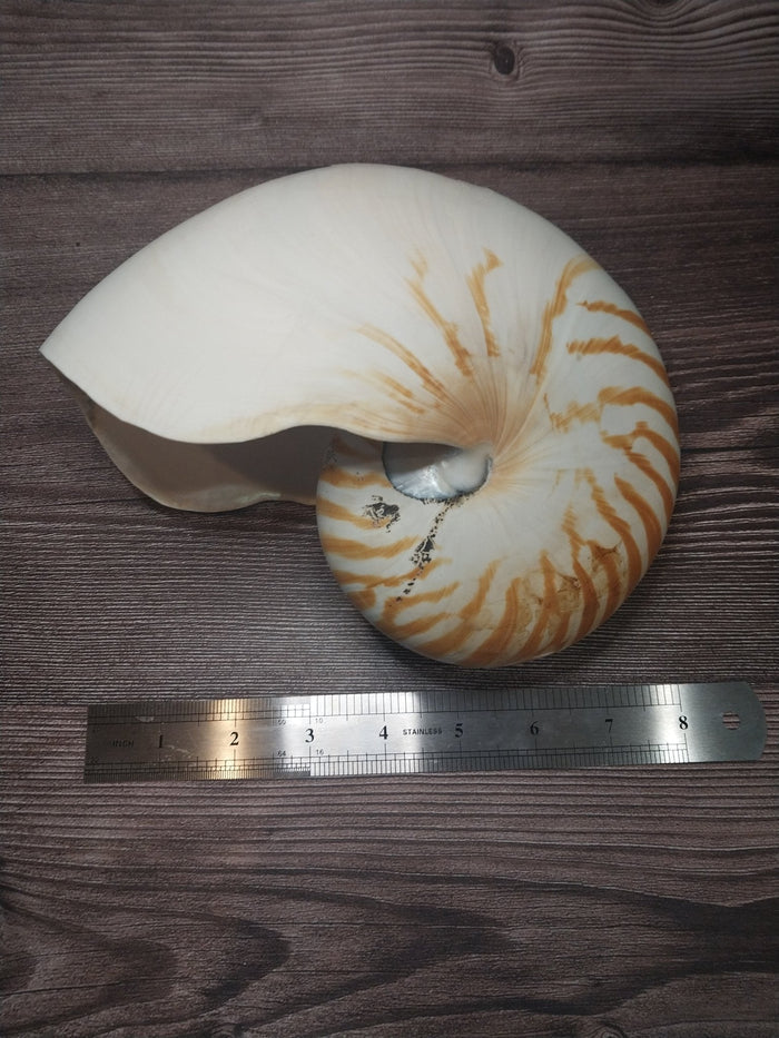 Chambered Tiger Nautilus Shell 7.5"x6"x3.5" | Striped Coastal Display Shell