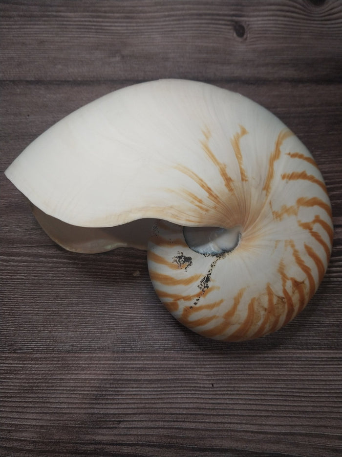 Chambered Tiger Nautilus Shell 7.5"x6"x3.5" | Striped Coastal Display Shell