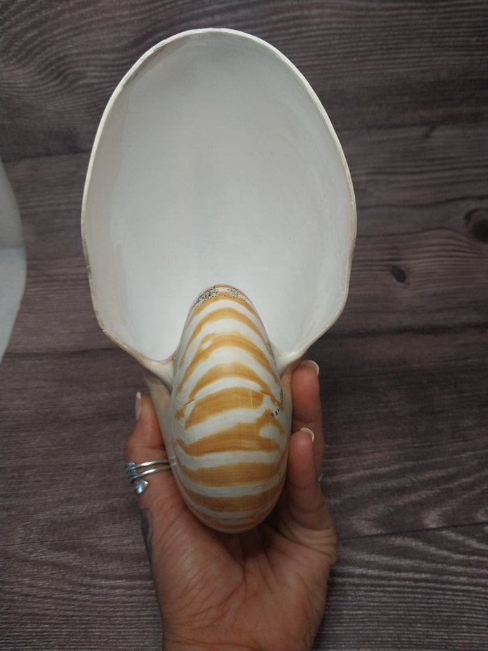 Chambered Tiger Nautilus Shell 7.5"x6"x3.5" | Striped Coastal Display Shell