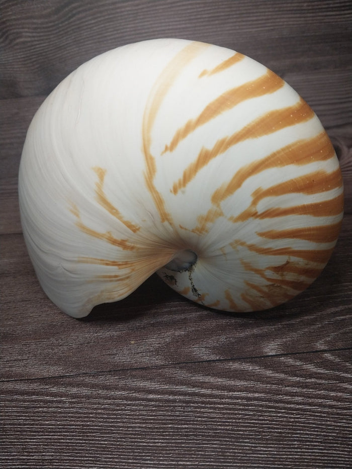 Chambered Tiger Nautilus Shell 7.5"x6"x3.5" | Striped Coastal Display Shell
