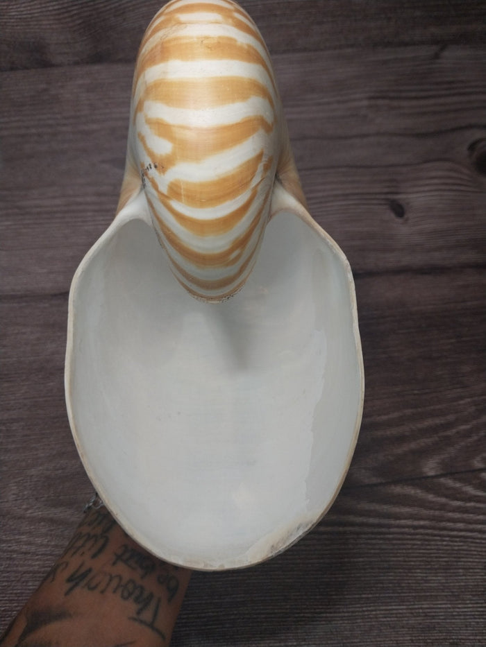 Chambered Tiger Nautilus Shell 7.5"x6"x3.5" | Striped Coastal Display Shell