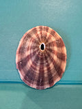 Cuming's Keyhole Limpet- Fissurella cumingi with Documentation