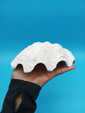 Derasa Clam Shell Half– Tridacna derasa
