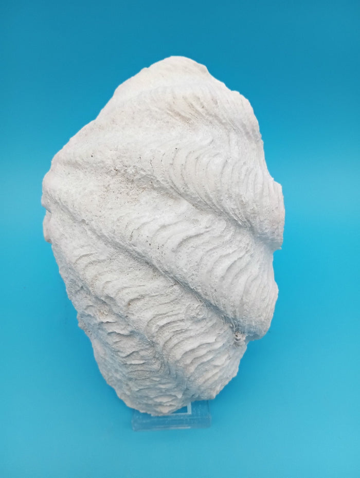 Derasa Clam Shell Half– Tridacna derasa