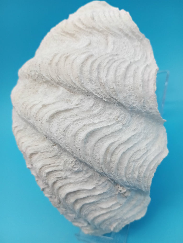 Derasa Clam Shell Half– Tridacna derasa
