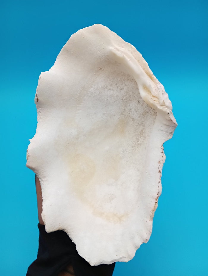 Derasa Clam Shell Half– Tridacna derasa