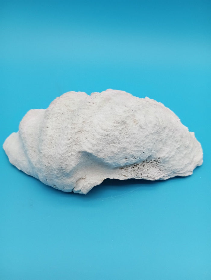 Derasa Clam Shell Half– Tridacna derasa