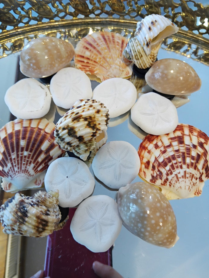 Genuine Seashell Magnets –  Coastal Refrigerator Decor