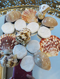 Genuine Seashell Magnets –  Coastal Refrigerator Decor