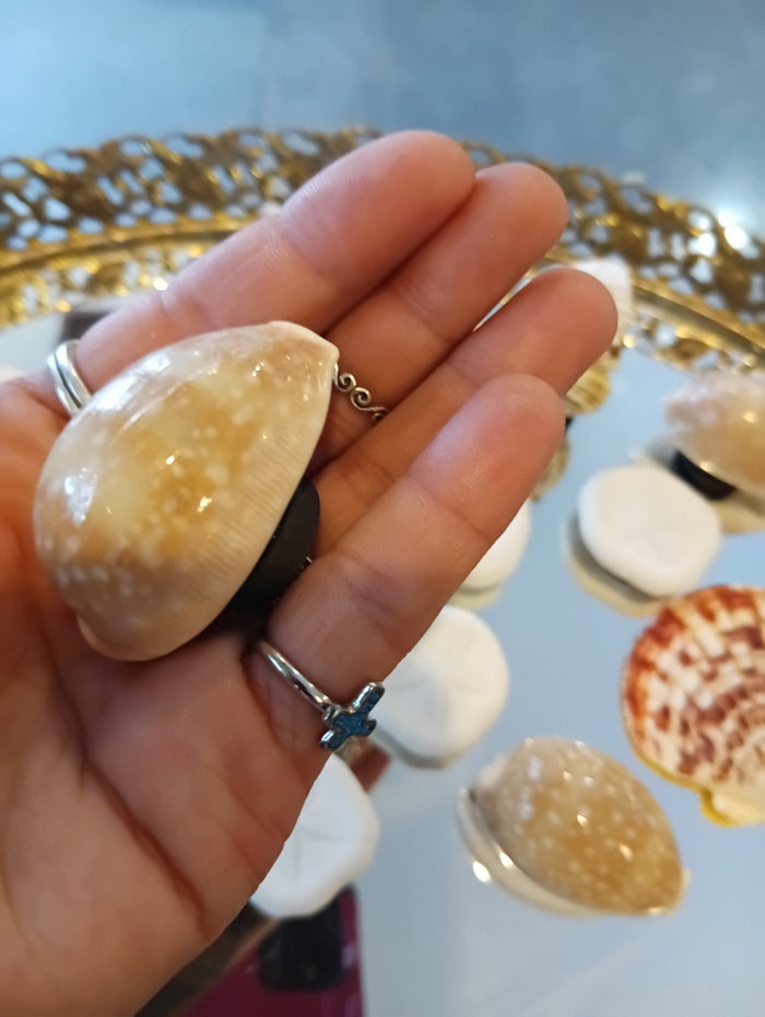 Genuine Seashell Magnets –  Coastal Refrigerator Decor
